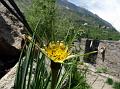 Yellow Salsify